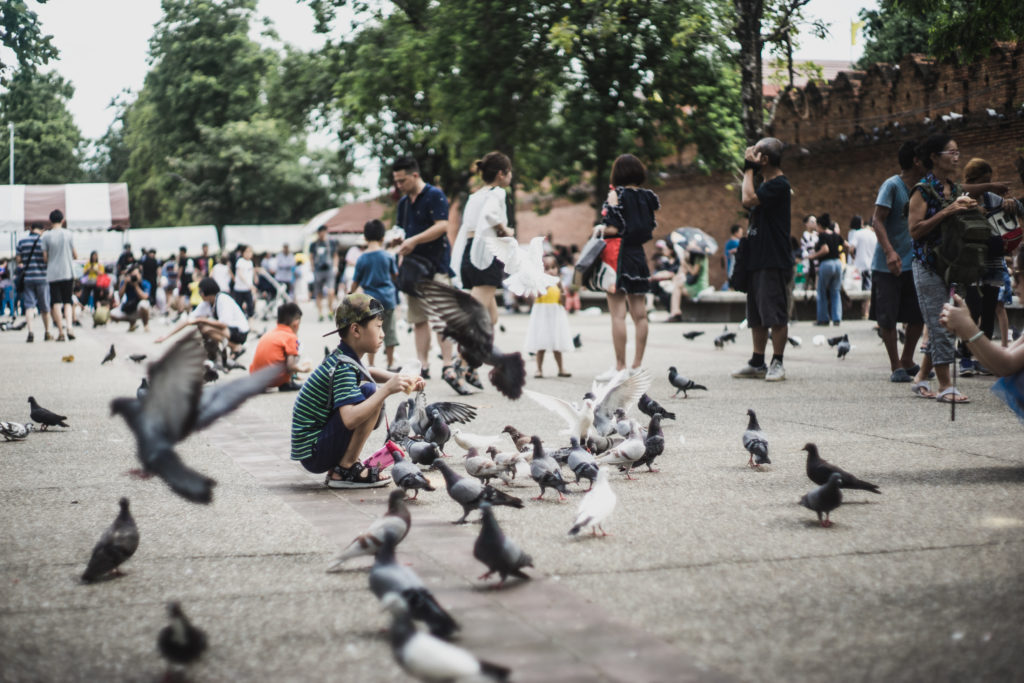 Tourists feeding wild birds at Phae Gate Chiang Mai by Pakpoom L./Alive's artist